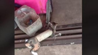 Tubuh Kucing Ini Terjebak Dalam Pipa, Netizen Suruh Panggil Damkar