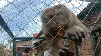 Serang Pemukiman Warga di Tebing Tinggi, Lima Monyet Liar Ditangkap