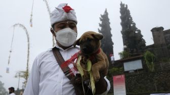 Umat Hindu melakukan ritual penyucian hewan kurban dalam rangkaian pujawali atau upacara persembahyangan di Pura Pasar Agung Besakih Giri Tohlangkir, Karangasem, Bali, Selasa (19/10/2021). [ANTARA FOTO/Nyoman Hendra Wibowo]