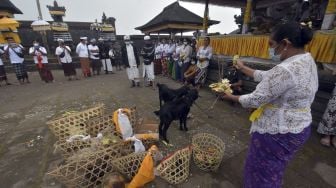 Umat Hindu melakukan ritual penyucian hewan kurban dalam rangkaian pujawali atau upacara persembahyangan di Pura Pasar Agung Besakih Giri Tohlangkir, Karangasem, Bali, Selasa (19/10/2021). [ANTARA FOTO/Nyoman Hendra Wibowo]