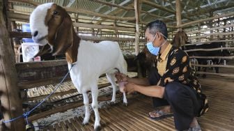 Peternak memerah susu kambing etawa di kandang milik koperasi Pondok Pesantren Al Urwatul Wutsqo, Sindang, Indramayu, Jawa Barat, Rabu (20/10/2021). [ANTARA FOTO/Dedhez Anggara]