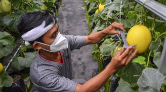 Petani Milenial Tasikmalaya (Pelita) Dadan Ridwan mengukur pertumbuhan melon organik di Taman Hati Farm, Tamansari, Kota Tasikmalaya, Jawa Barat, Selasa (19/10/2021). [ANTARA FOTO/Adeng Bustomi]