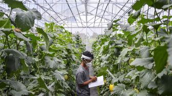 Petani Milenial Tasikmalaya Budidayakan Melon dengan Sistem Green House