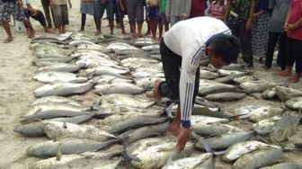 Nelayan di Pantai Simeulue Tangkap Ikan Rp 30 juta