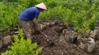 Disapu Banjir, Petani Buah di Lembang Rugi Puluhan Juta