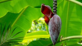 8 Manfaat Jantung Pisang bagi Tubuh, Bisa Mengurangi Stres