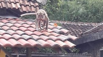 Gerombolan Kera Serbu Pemukiman di Karanganyar, Masuk Rumah Warga hingga Curi Makanan