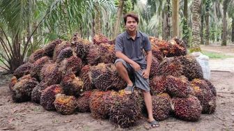 Kompak dengan CPO, Harga Sawit Riau Naik Jadi Rp1.650 per Kilogram