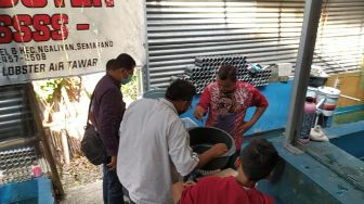 Pengembangan Sentra Lobster di Lampung, Pemprov Gunakan Pola Korporatisasi Perikanan
