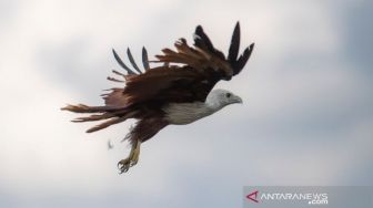 8 Satwa Dilindungi Dilepasliarkan di Suaka Marga Satwa Padang Sugihan