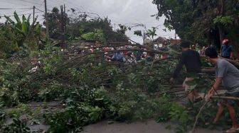 Pohon Besar Tumbang di Sukatani Akibat Hujan Deras Disertai Angin Kencang