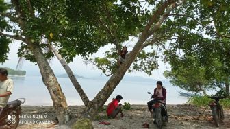 Demi Main Medsos, Remaja Desa Pagar Jaya Pesawaran Sampai Naik Pohon agar Dapat Sinyal