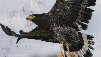 Seekor elang bido (spilornis chela) terbang bebas usai dilepasliarkan di Suaka Margasatwa Padang Sugihan, Banyuasin, Sumatera Selatan, Sabtu (23/10/2021). [ANTARA FOTO/Nova Wahyudi]