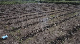 Foto udara pembukaan lahan baru dan perkebunan kelapa sawit di kawasan Suaka Margasatwa Rawa Singkil Desa Lhok Raya, Kecamatan Trumon Tengah, Aceh Selatan, Aceh, Minggu (24/10/2021). [ANTARA FOTO/Syifa Yulinnas]