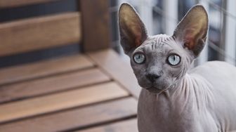 Kucing Tanpa Bulu Namanya Apa? Berikut 7 Jenis yang Paling Unik dan Menggemaskan