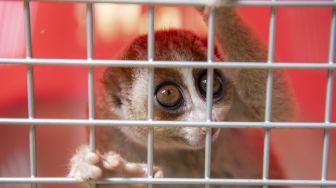 Seekor kukang Sumatera ( nycticebus coucang) berada di kandang habituasi sebelum dilepasliarkan di Suaka Margasatwa Padang Sugihan, Banyuasin, Sumatera Selatan, Sabtu (23/10/2021). [ANTARA FOTO/Nova Wahyudi]