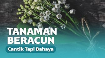 10 Jenis Tanaman Hias Beracun yang Berbahaya bagi Manusia