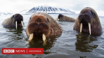 Perubahan iklim: Menghitung Walrus dari Luar Angkasa