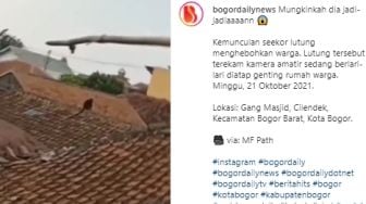 Viral, Seekor Lutung Berlarian di Atap Rumah Warga Diduga Kelaparan