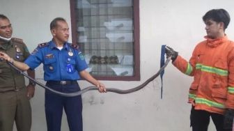 King Cobra Sepanjang 2 Meter Masuk Asrama Polisi, Wali Kota Bukittinggi Kecewa