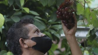 Warga merawat tanaman anggur di Gang Obor Patma RW 06, Kelurahan Munjul, Cipayung, Jakarta, Rabu (27/10/2021). [Suara.com/Angga Budhiyanto]