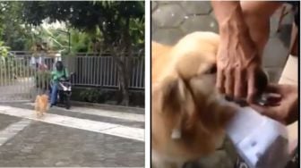 Viral Anjing Peliharaan Antusias Jemput Majikan, Bawakan Barang Belanjaan Bikin Gemas