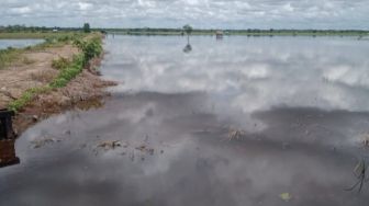 Ratusan Hektare Lahan Lumbung Padi di Kayong Utara Jadi Lumbung Air, Petani Merugi