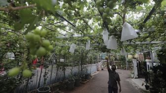 Gang di Kelurahan Munjul Disulap Menjadi Kebun Anggur