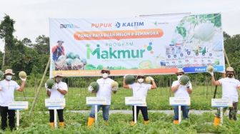 Program Makmur Pupuk Kaltim Tingkatkan Produktivitas Melon dan Semangka Kutai Kartanegara