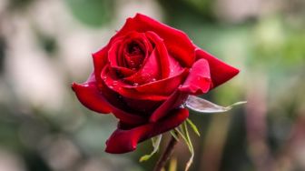 Cara Merawat Bunga Mawar di Rumah, Gunakan Alat Ini Agar Lebih Mudah
