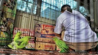 BBKSDA Riau Sita Burung Dilindungi yang Dibawa Sopir Travel dari Sumbar