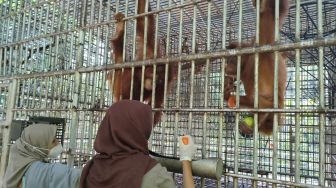 Masuk Pemukiman Warga di Sekitar Kecamatan Sukadana, Orangutan Ini Bikin Heboh