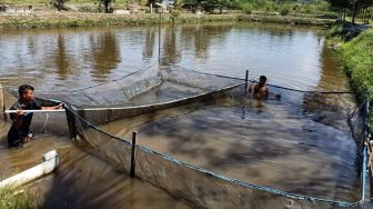 Kisah Kelompok Tani Suku Sakai Bangkit dan Berdaya di Tanah Rawan Bencana