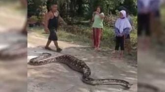 Geger Warga Dumai Tangkap Piton Mangsa Kambing usai Banjir