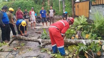 Tiga Bikers Tertimpa Pohon Tumbang saat Melintas di Jalan Raya Babakan Pangandaran