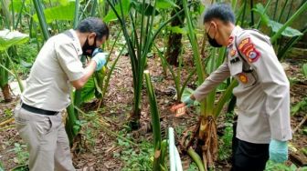 Geger Warga Petir Serang Temukan Kerangka Manusia di Kebun Talas