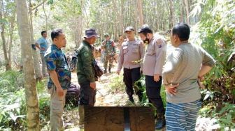 Jejak Harimau Sumatera Ditemukan di Kebun Karet Palas