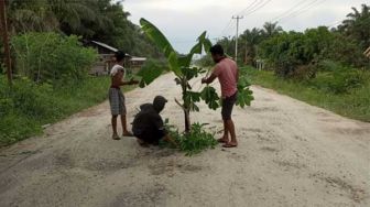Jalan Tak Kunjung Diperbaiki, Warga Buantan Besar Siak Tanam Pohon Pisang