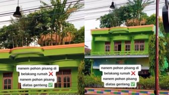 Penampakan Pohon Pisang Ditanam di Atap Rumah, Publik Terheran-heran