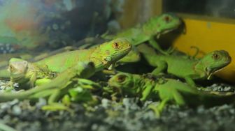 Bayi iguana yang baru ditetaskan dari hasil budi daya berada dalam kandang milik warga di Lohbener, Indramayu, Jawa Barat, Rabu (3/11/2021).  ANTARA FOTO/Dedhez Anggara
