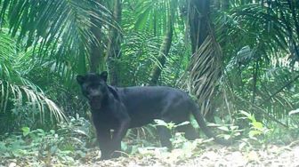 Wow! Ada 18 Black Panther Hidup di Pulau Nusakambangan