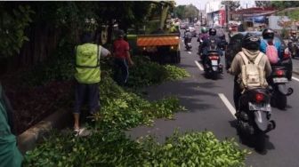 Pemkot Jakarta Timur Pangkas Sebanyak 32.980 Pohon Rawan Tumbang