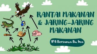 Jaring-jaring Makanan: Pengertian, Perbedaan, dan Contoh Lengkap