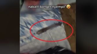 Perempuan Ini Kaget Merasakan Sesuatu Bergerak di Kasurnya, Dasar Nakal