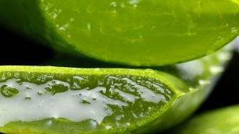 5 Manfaat dari Si Tanaman Berduri, Aloe Vera