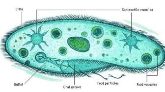 Kingdom Protista: Organisme Segudang Manfaat yang Perlu Diwaspadai