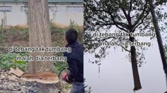 Pohon Ditebang Tak Tumbang Malah 'Terbang', Publik: Jangan Sampai Masuk Grup WA Keluarga