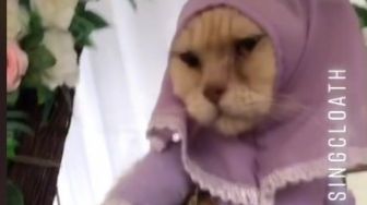 Ikut Kondangan Kucing Pakai Gamis Lilac, Ekspresinya Bikin Ngakak