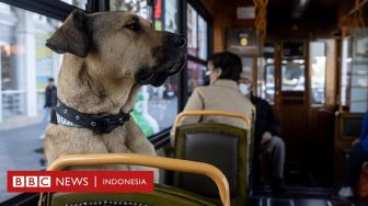 Kisah Anjing di Turki Bernama Boji, Hobi Naik Angkutan Umum dan Jadi Idola