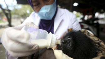 BKSDA Aceh Rawat Bayi Siamang Serahan Warga